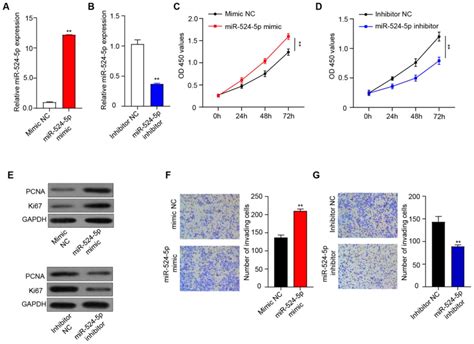 Microrna P Regulates The Proliferation And Invasion Of Htr Svneo