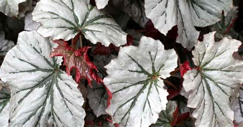 Angel Wing Begonia Tips On Growing The The Colorful Hanging Be Plant