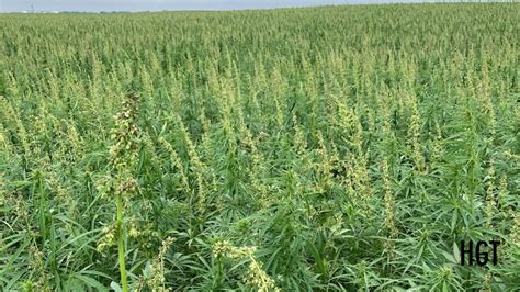 Maximising Profit Margins Through Optimal Harvesting And Post Harvest Practices In Hemp Grain