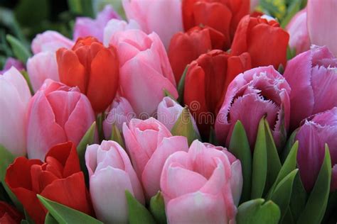 Red and pink tulips stock image. Image of pink, bouquet - 43169747