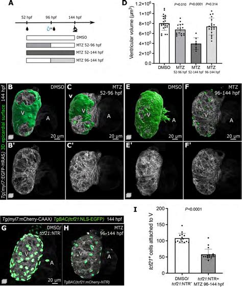 Epicardial Cells Are Required For Ventricular Cardiomyocyte Growth