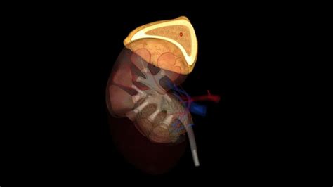 Premium Photo | Suprarenal gland adrenal gland