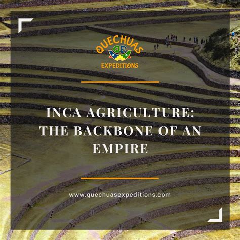 Inca Agriculture The Backbone Of An Empire 2024