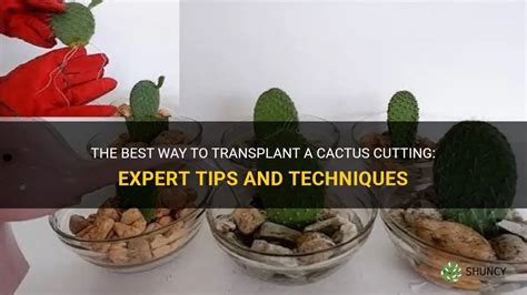 The Best Way To Transplant A Cactus Cutting Expert Tips And Techniques