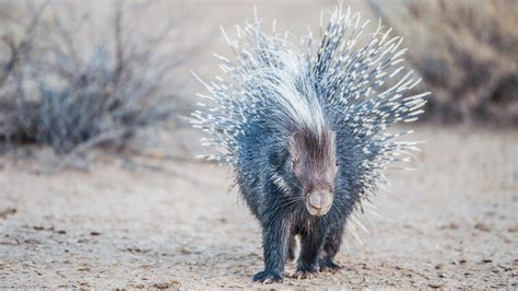 Porcupine quills in dogs: what to do if your canine gets quilled | Advnture