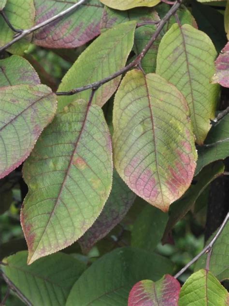 Prunus Padus Colorata Rosaceae Van Den Berk Nurseries