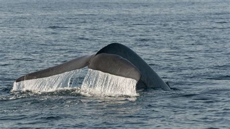 Scientists Think They Know How Whales Got So Big Mental Floss