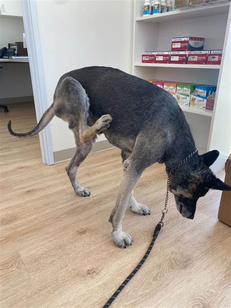 how to ferret itching without vet 9