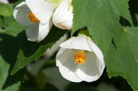 Abutilon Lucky Lantern White 6 Pot Hello Hello Plants