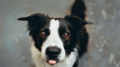 Qu Es La Anomal A Del Ojo Del Collie Y C Mo Puede Afectar A Nuestros