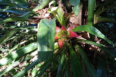 Obra Da Ponte De Guaratuba Inclui Monitoramento Da Flora Para