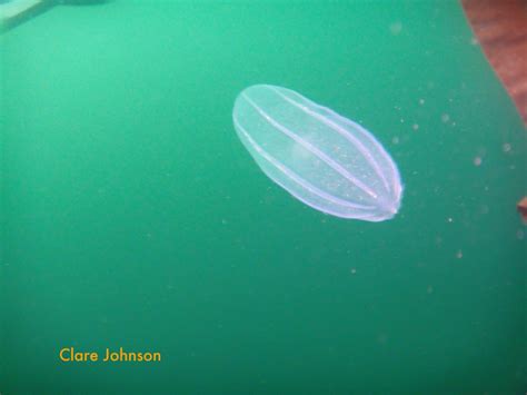 Sea life: Atlantic ocean jellyfish – Learn to Dive Today Blog