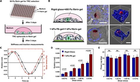 Quantifying Stiffness And Forces Of Tumor Colonies And Embryos Using A