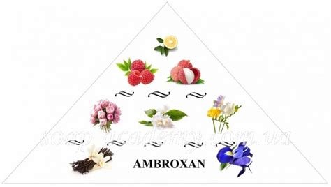 Аmbroxan - купить в Soap Academy