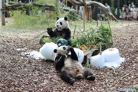 Belgique C L Bration Du Me Anniversaire Des Jumeaux Pandas G Ants