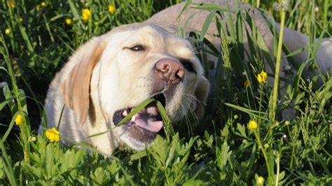 Descubre Por Qué Los Perros Comen Hierba Causas Y Soluciones