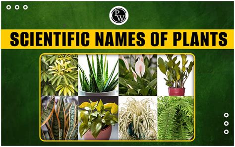 List Of Scientific Names Of Plants Complete Details