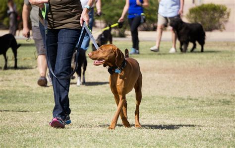 Elite Dog Training Classes in Durham and Chapel Hill, NC. DTE