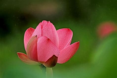 「詩詞鑑賞」十首有關雨中荷花的詩詞，驚艷了誰的時光 資訊咖