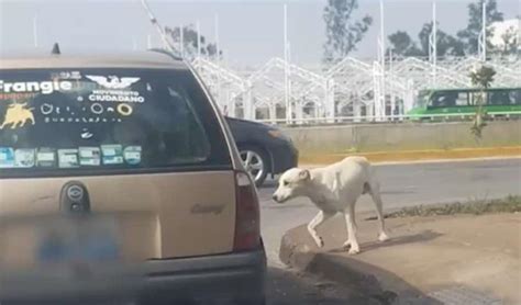 Graban a familia abandonando perro en calles de Guadalajara