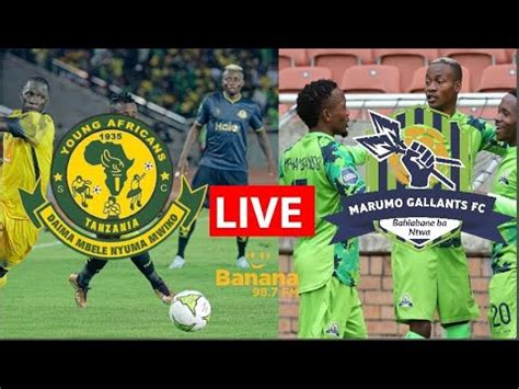 Live Yanga Sc Vs Marumo Gallants Nusu Fainali Kombe La Shirikisho