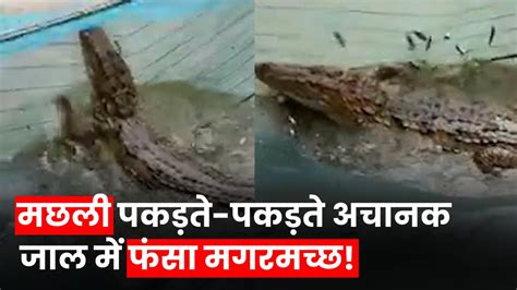 Viral Video मछली की जगह जाल में फंसा मगरमच्छ फिर मछुआरों की हो गई