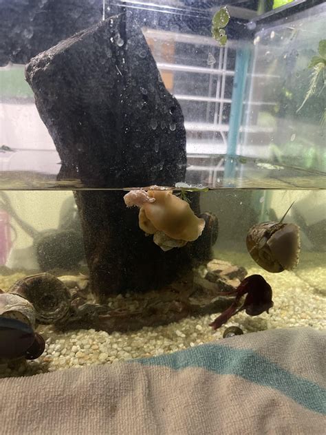 My Mystery Snail Is Laying Eggs During A Water Change Raquariums