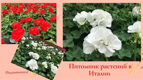 Питомник растений в Италии. Большой выбор комнатных и садовых растений ...
