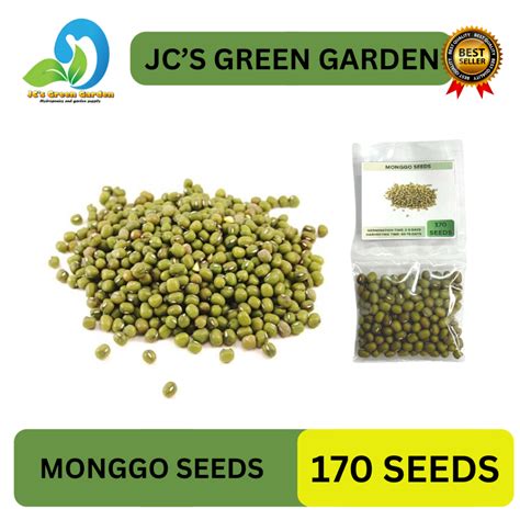 (170 SEEDS) MONGGO SEEDS/MUNGBEANS/HIGH YIELD/EASY TO GROW - FOR ...