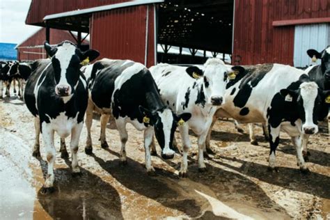 How To Start A Profitable Dairy Farm In Kenya Farmers Trend