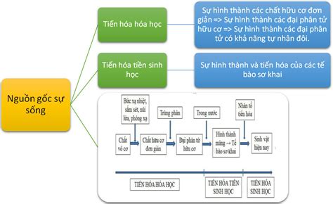 Sơ đồ tư duy Sinh học 12 Bài 32 Nguồn gốc sự sống