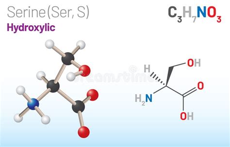 Serine Ser S Amino Acid Molecule Chemical Formula C3h7no3 Stock