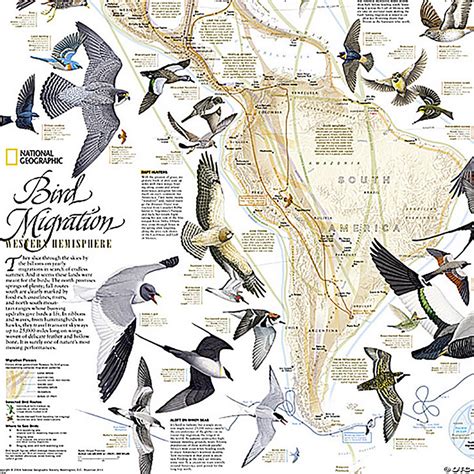 National Geographic Bird Migration Western Hemisphere Map Laminated