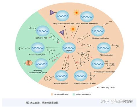 自组装多肽的修饰方法及其应用 知乎