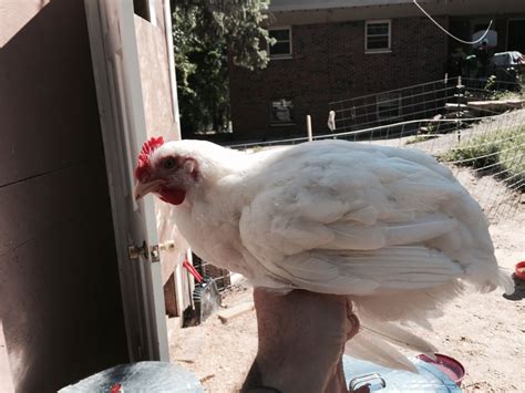 Help Me Sex My Chick Page 2 BackYard Chickens Learn How To Raise Chickens