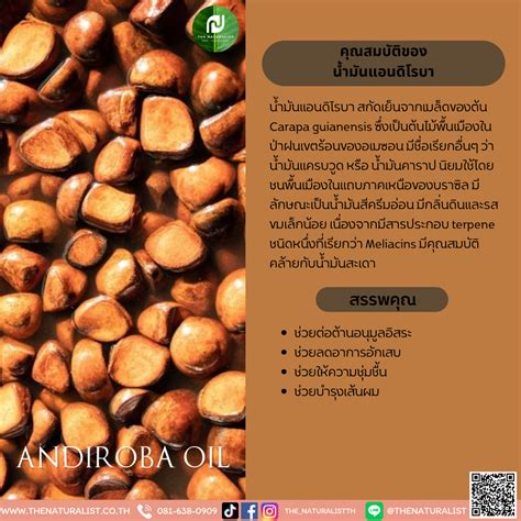 น้ำมันแอนดิโรบา Andiroba Oil Thenaturalist