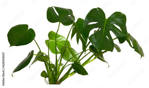 Green Leaves Of Monstera Deliciosa Alocasia Wentii Strelitzia