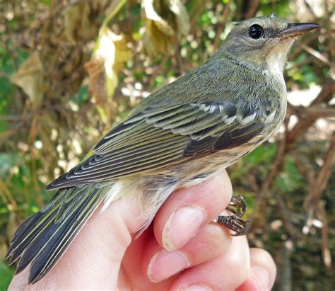 BSBO Bird Bander's Blog: Warbler Species Beginning to Increase