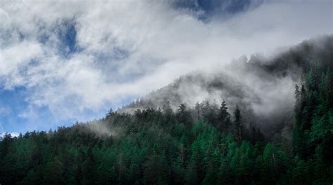 图片素材 景观 性质 森林 荒野 厂 天空 多雾路段 薄雾 草地 阳光 早上 爬坡道 山脉 绿色 天气 阴霾