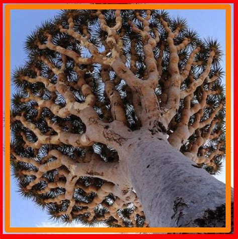 Weird Trees, 108 HD Images & Picture 2021 | Tree Types