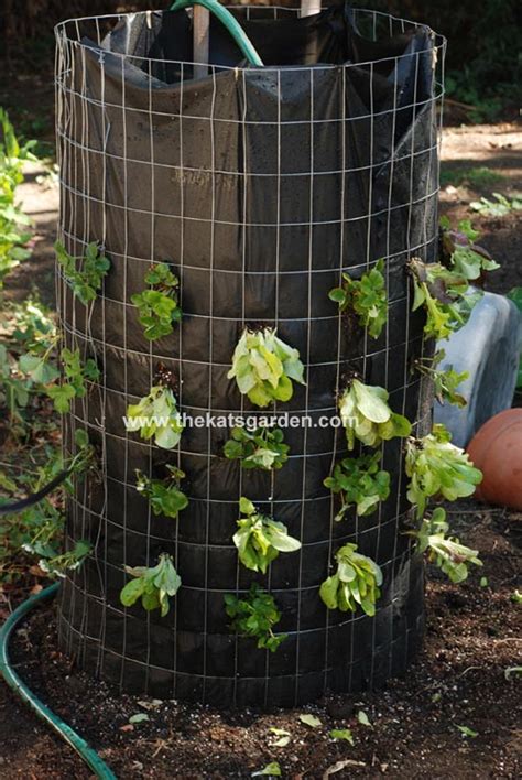 Garden Plants To Grow Vertically This Year