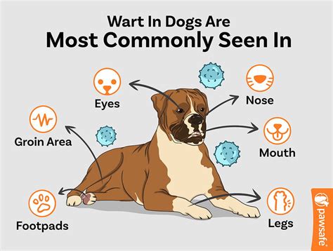 Pictures Of Warts Inside Nose In Dogs - Infoupdate.org