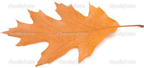 Red oak leaves — Stock Photo © Tamara_k #33301703