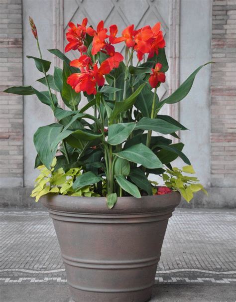 Tropical red canna lily canna indica 10 seeds – Artofit