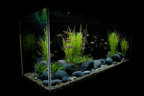 Aquarium Design Group