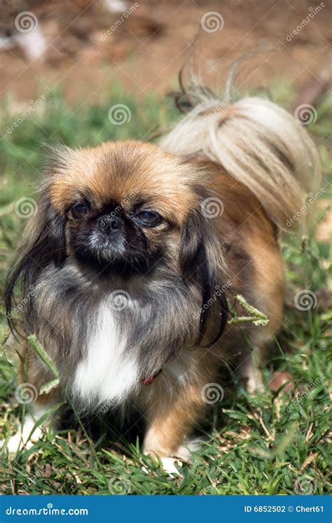 Pekingese Stock Photo Image Of Brown Looking Pedigree 6852502