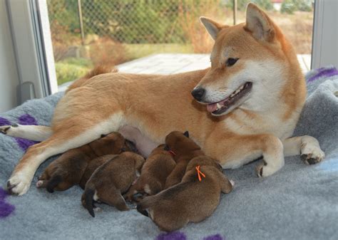 WE HAVE SHIBA PUPPIES !!! - Shiba Inu Dog Breeding