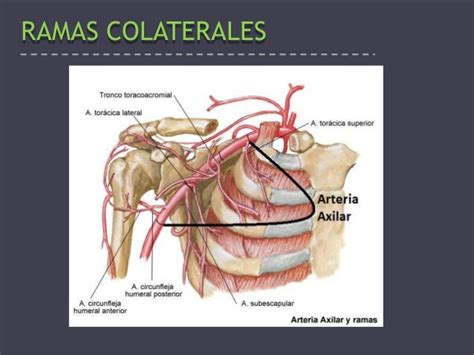 Arteria Axilar