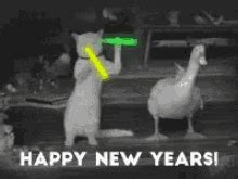 Happy New Year Cat GIFs | Tenor