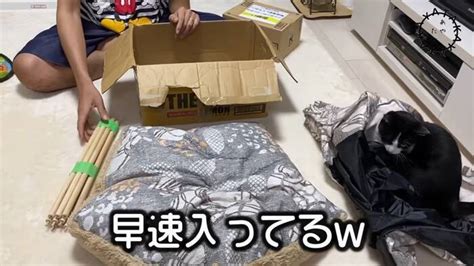 猫と実家から届いた謎の箱を開けてみた結果センスのいい贈り物に『素敵なご両親』『愛に溢れてる』絶賛の声続々 2024年1月12日 エキサイトニュース